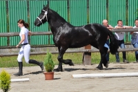 Výstava koní Turany 2013