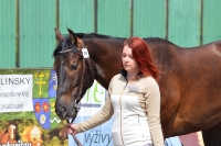 Výstava koní Turany 2014